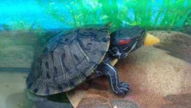 Красноухая черепаха — уход в домашних условиях