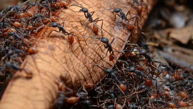 К чему снятся муравьи: значение и толкование сновидения